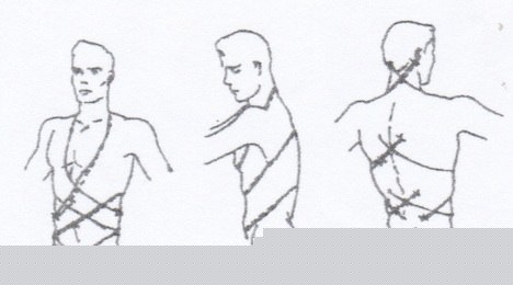 Spatial direction of lines of force of double spiral arrangement of musculature