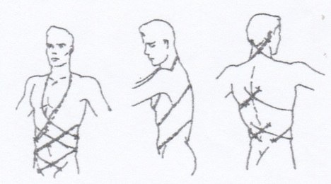 Spatial direction of lines of force of double spiral arrangement of musculature